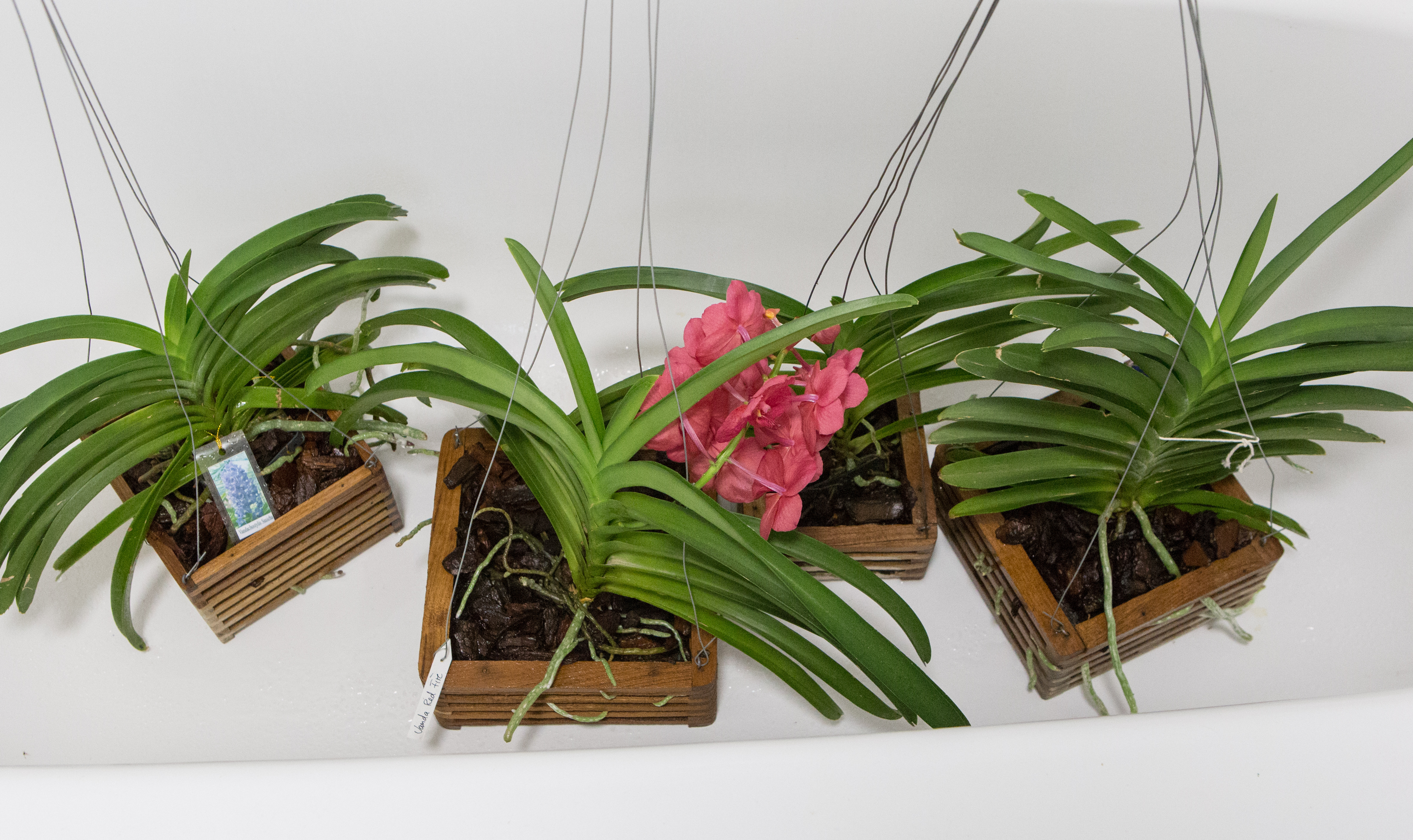 Vanda-Orchideen in der Badewanne tauchen