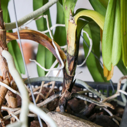 Abfallende Blätter und Stammfäule an Vanda-Orchidee