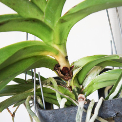 Stammfäule bei Vanda-Orchidee