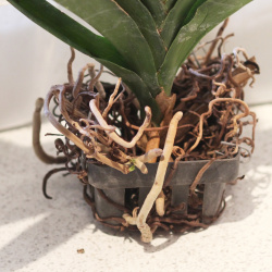 Ausgetrocknete Wurzeln einer Vanda-Orchidee