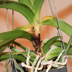 Stammfäule bei Vanda-Orchidee