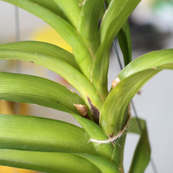 Erste Anzeichen der Stammfäule an Vanda-Orchidee