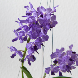 Blütentrieb der Vandachostylis Sasicha