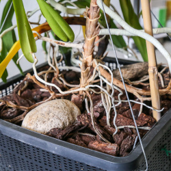 Vertrocknete Wurzeln durch Stammfäule an Vanda