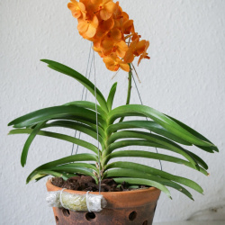 Vanda Sunlight Asia im Tontopf