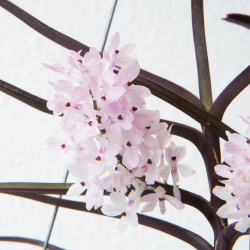 Blütentriebe der Ascocentrum christensonianum