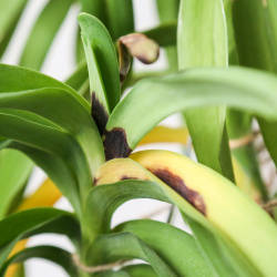 Stammfäule bei Vanda-Orchidee