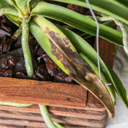 Pilzinfektion & Blattflecken an Vanda-Orchidee