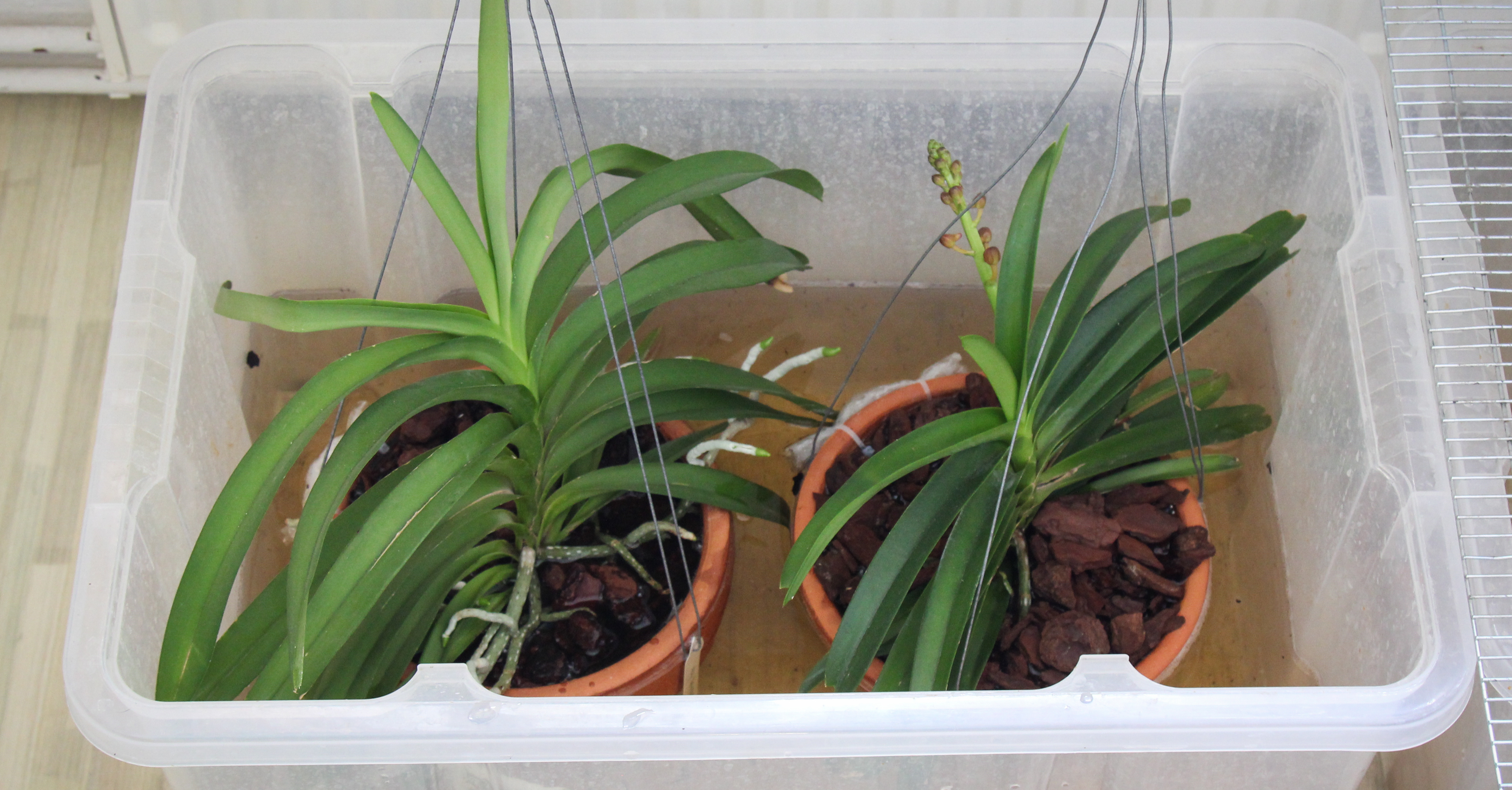 Vanda-Orchideen tauchen