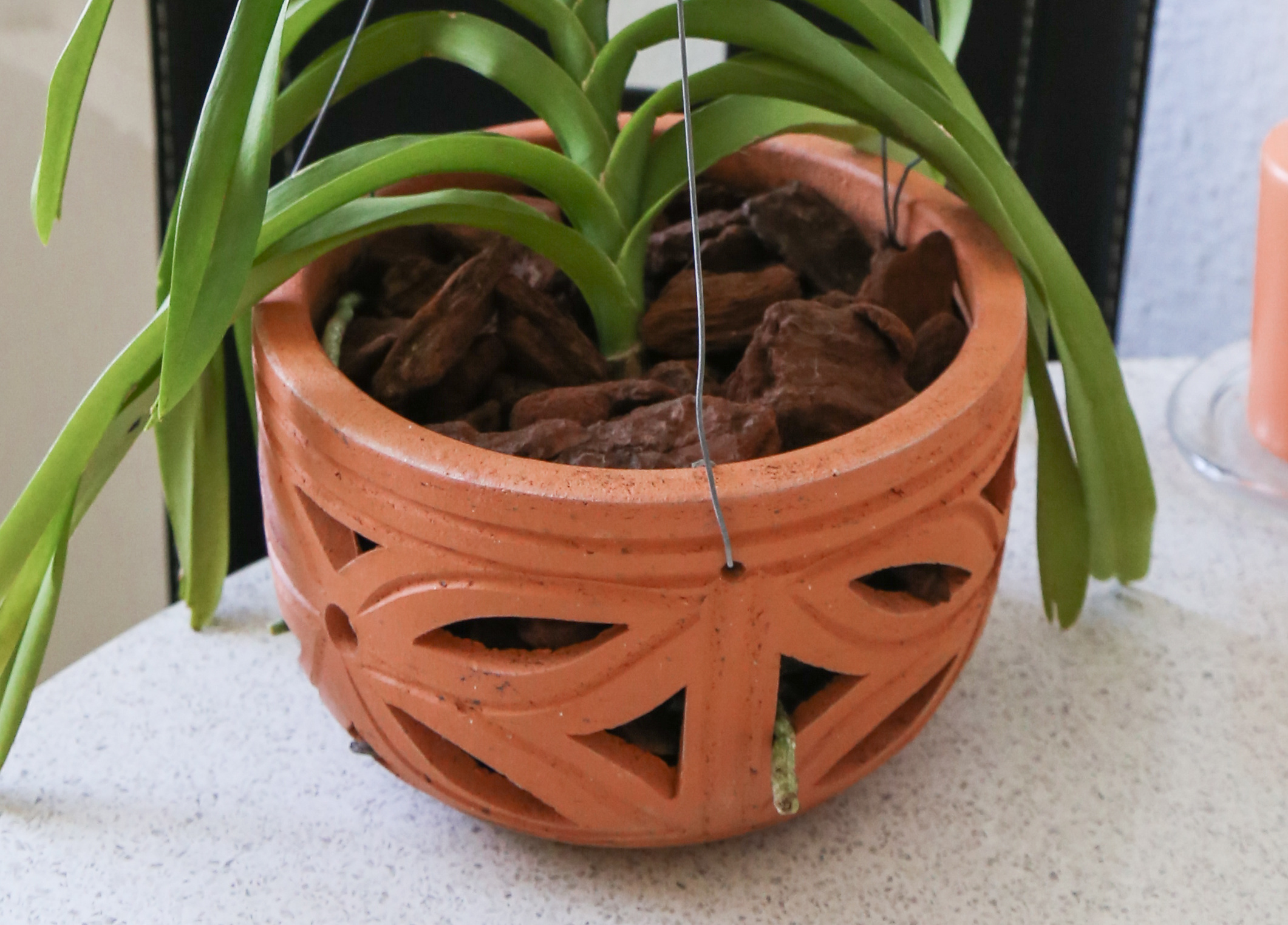 Vanda-Orchidee mit Hänger fixieren