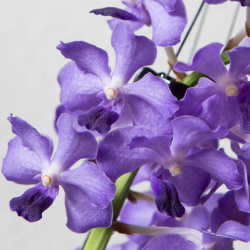 Blüten der Vandachostylis Sasicha