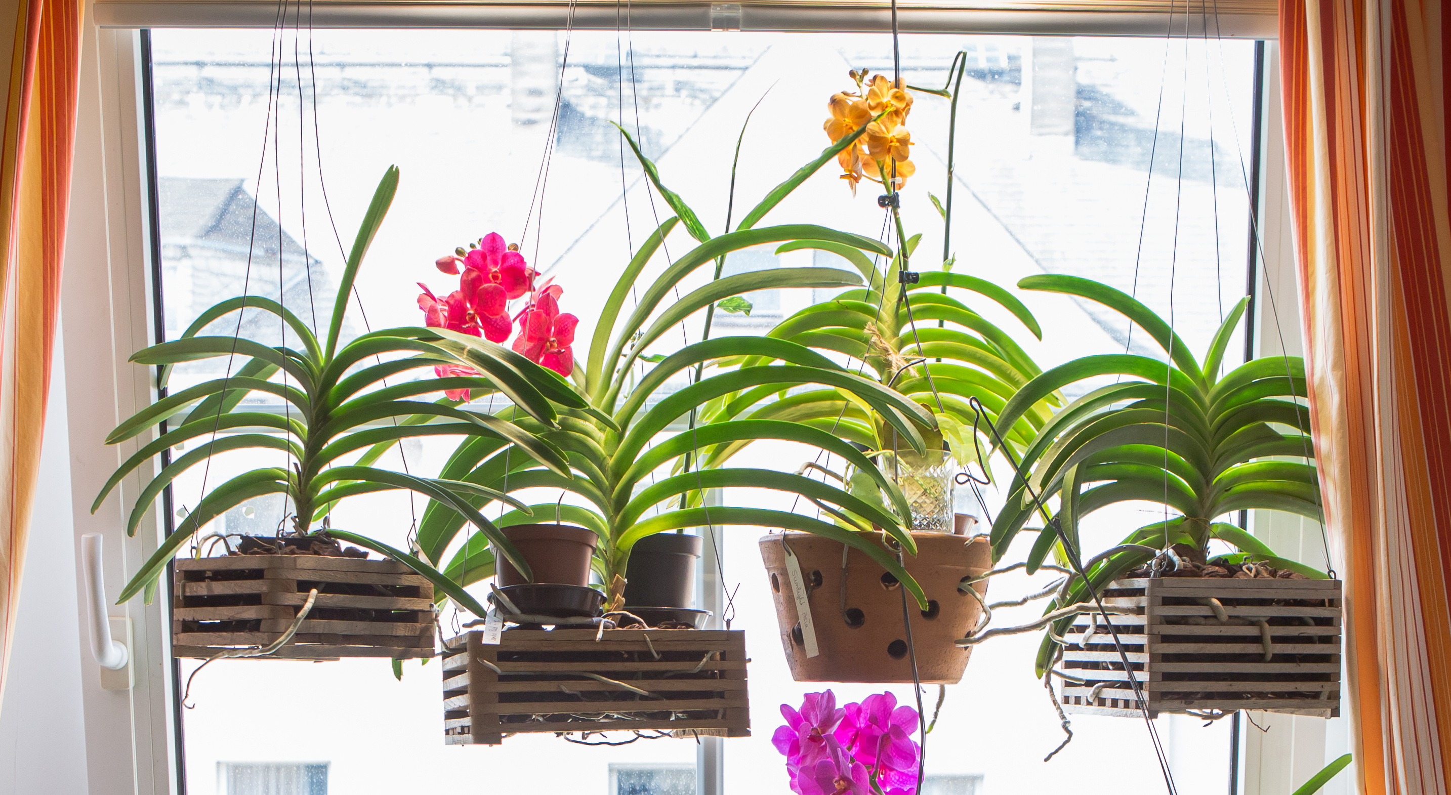 Vanda-Orchideen in Tontöpfe & Holzkörben Vanda-Orchideen in Tontöpfe & Holzkörben