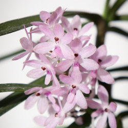 Blüten der Ascocentrum christensonianum