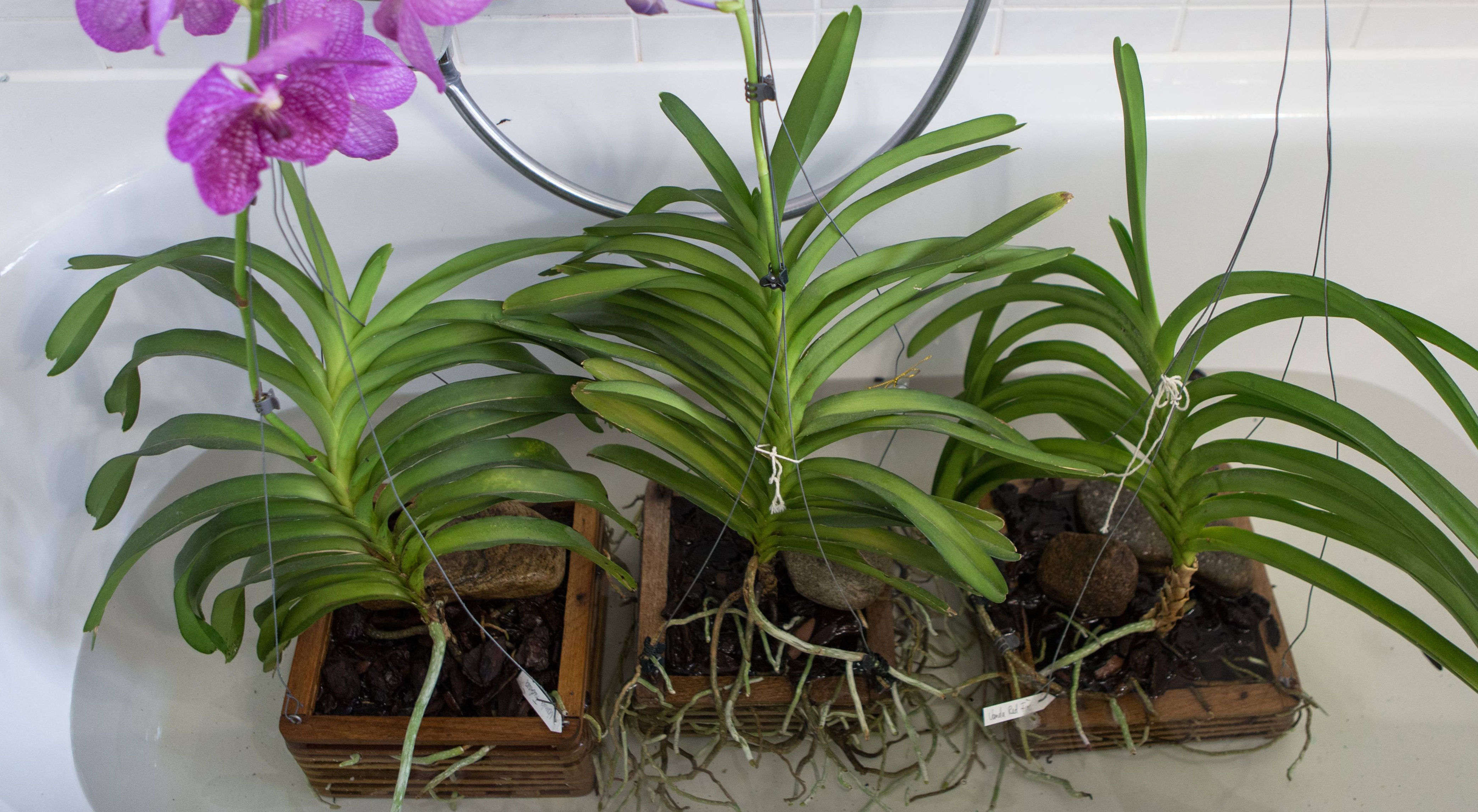 Vanda-Orchideen mit Holzkörbchen tauchen in der Badewanne Vanda-Orchideen mit Holzkörbchen tauchen in der Badewanne