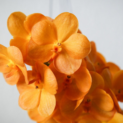 Blütentrieb der Vanda Sunlight Asia