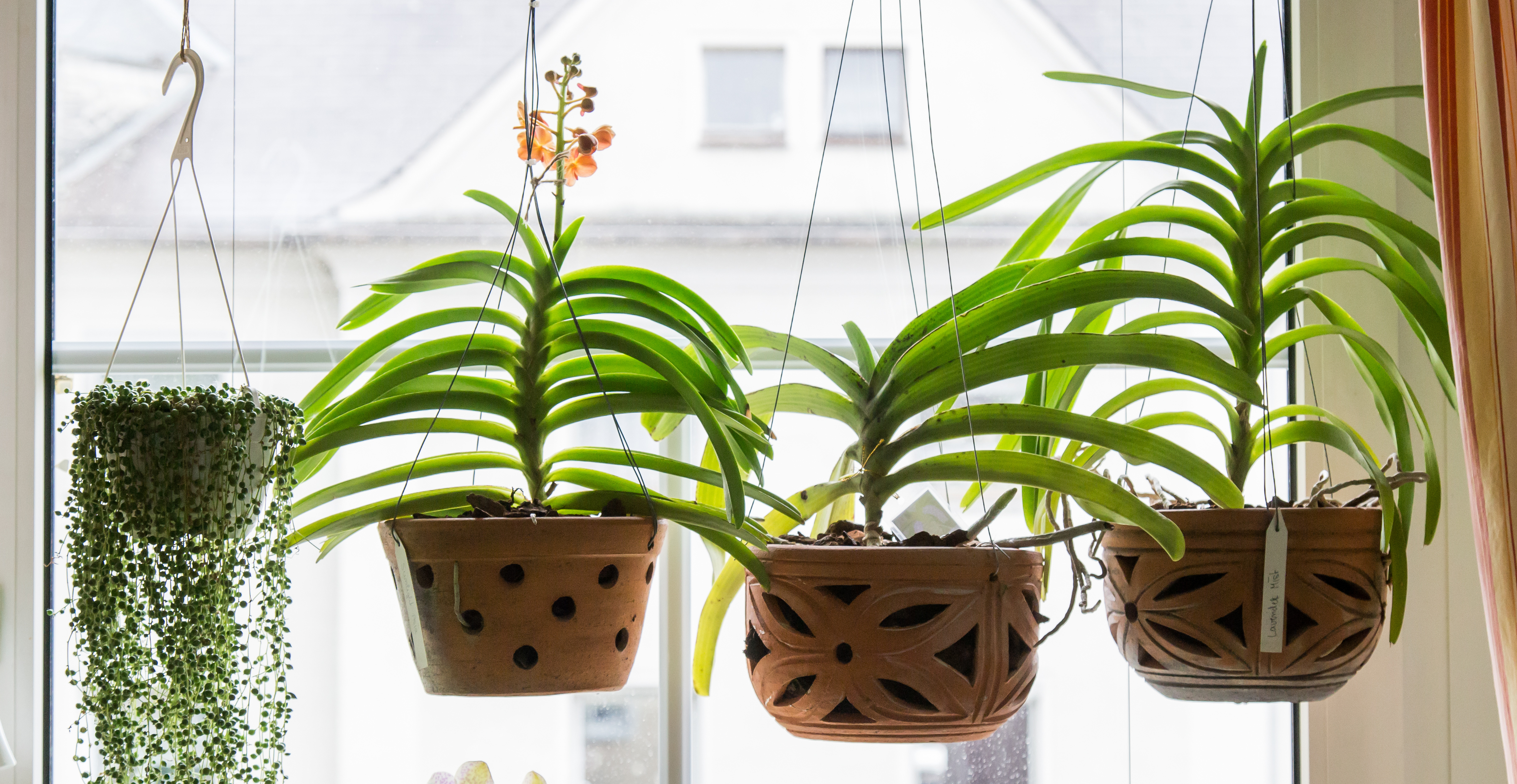 Vanda-Orchideen im Tontopf