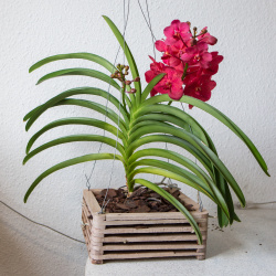 Vanda Red Fire im Holzkorb