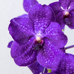 Blüte der Vanda Pachara Delight