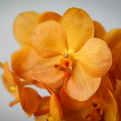 Blüte der Vanda Sunlight Asia