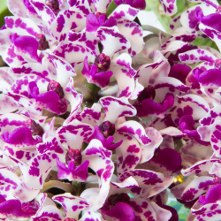 Blüten der Rhynchostylis gigantea 'Big Spot'