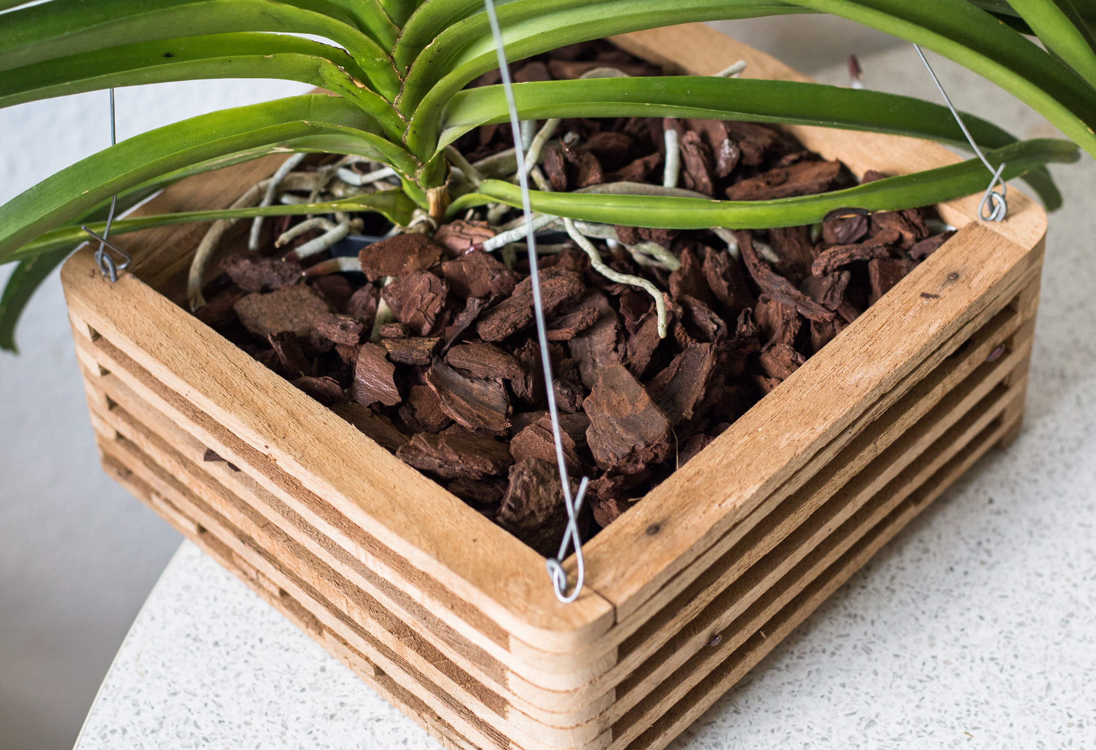 Vanda ins Teakholzkörbchen pflanzen Vanda ins Teakholzkörbchen pflanzen