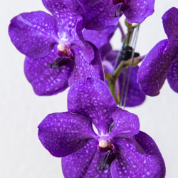 Blütentrieb der Vanda Pachara Delight