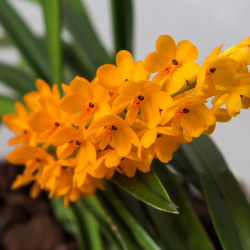 Blütentrieb der Ascocentrum miniatum