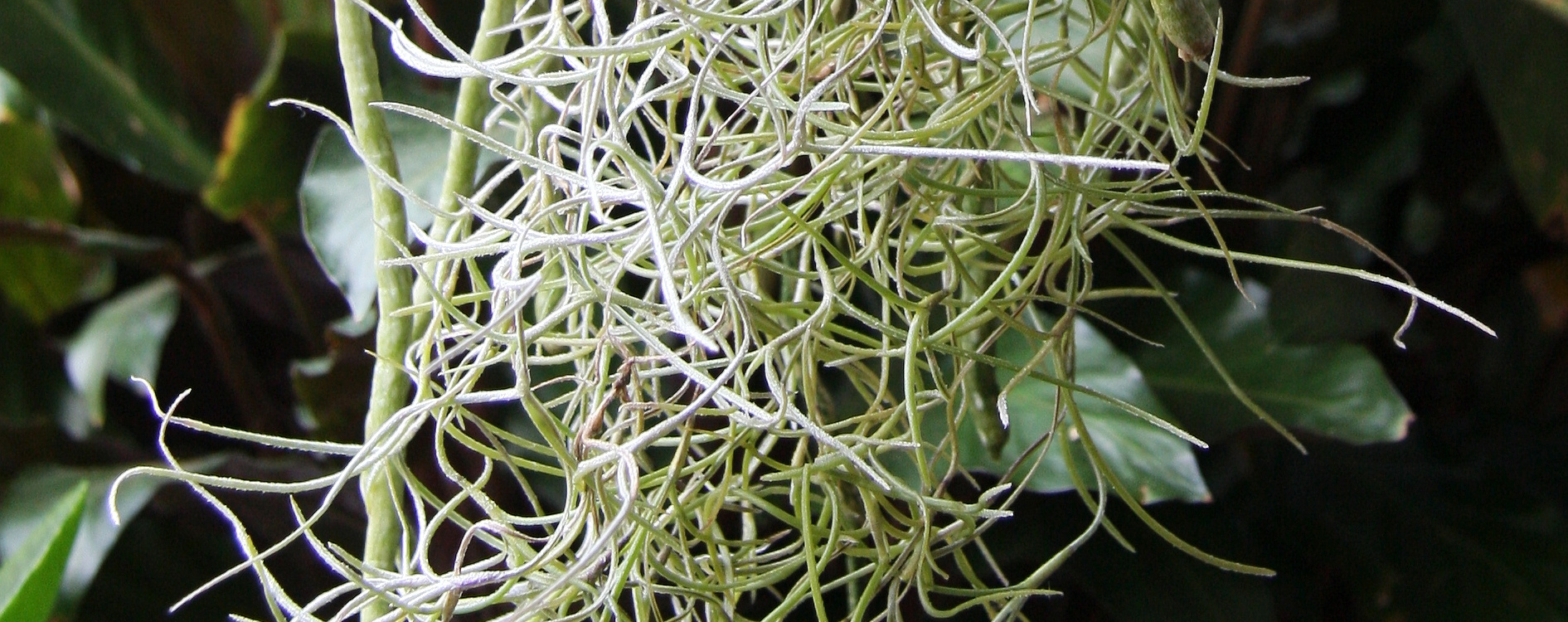 Tillandsia usneoides mit Vanda