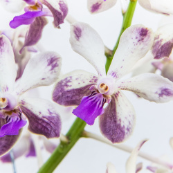 Blüte der Vanda lamellata x Noi Blue x Rhy. coelestis Blue Lip