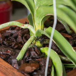 Behandelte Pilzinfektion an Vanda-Orchidee